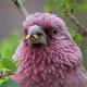 Розовая чечевица — Carpodacus grandis