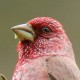 Большая чечевица — Carpodacus rubicilla