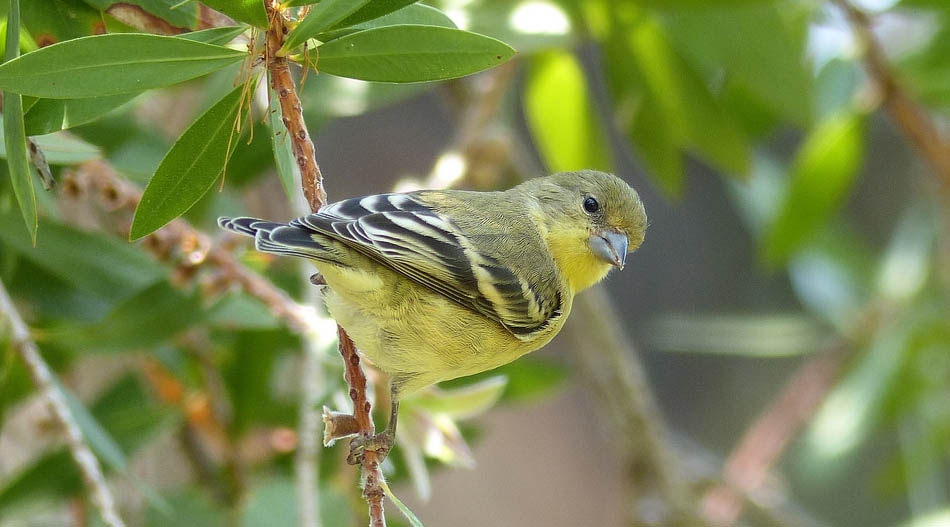 Мексиканский чиж (Spinus psaltria)