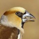 Дубонос — Coccothraustes coccothraustes