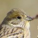 Обыкновенная овсянка — Emberiza citrinella