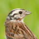 Белошапочная овсянка — Emberiza leucocephala