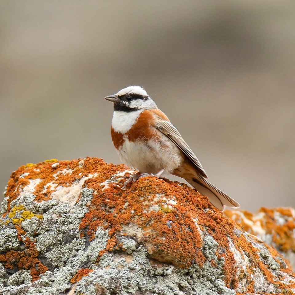 Овсянка Стюарта — Emberiza stewarti