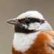 Овсянка Стюарта — Emberiza stewarti