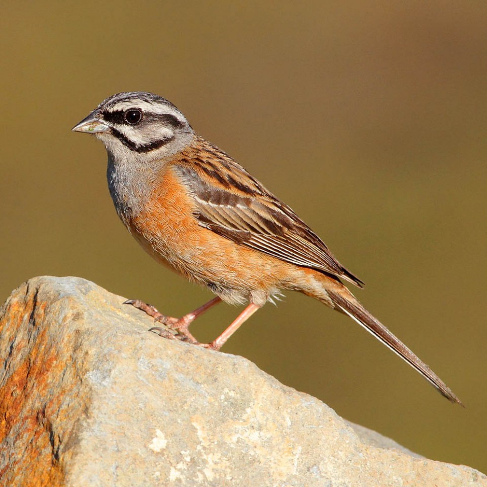 Горная овсянка — Emberiza cia