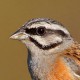 Горная овсянка — Emberiza cia