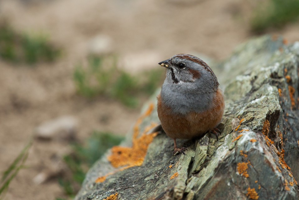 Овсянка Годлевского — Emberiza godlewskii