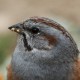 Овсянка Годлевского — Emberiza godlewskii