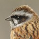 Красноухая овсянка — Emberiza cioides