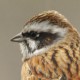 Красноухая овсянка — Emberiza cioides