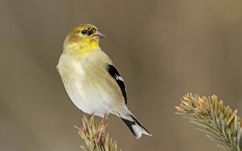 Обыкновенный чиж (Spinus spinus)