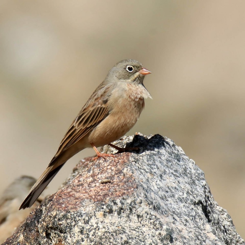 Скальная овсянка — Emberiza buchanani