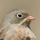 Скальная овсянка — Emberiza buchanani