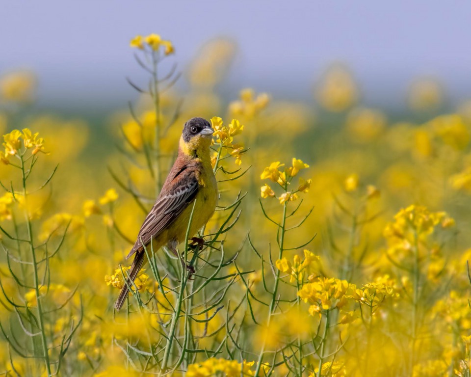 Черноголовая овсянка — Granativora melanocephala