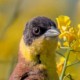 Черноголовая овсянка — Granativora melanocephala