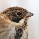 Камышовая овсянка — Schoeniclus schoeniclus