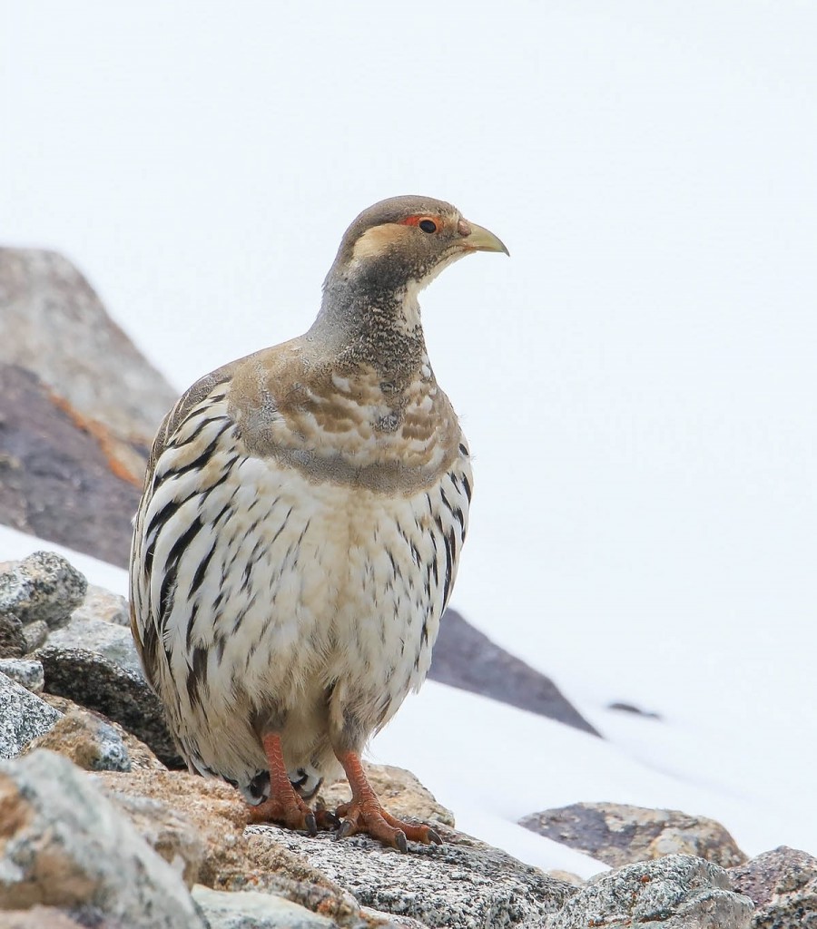 Тибетский улар — Tetraogallus tibetanus