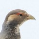 Тибетский улар — Tetraogallus tibetanus