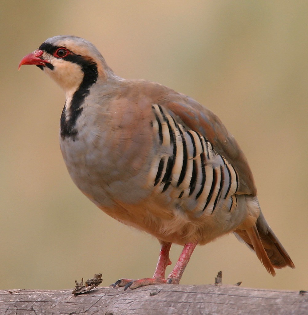 Кеклик — Alectoris chukar