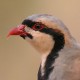 Кеклик — Alectoris chukar