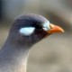 Пустынная куропатка — Ammoperdix griseogularis