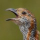 Турач — Francolinus francolinus