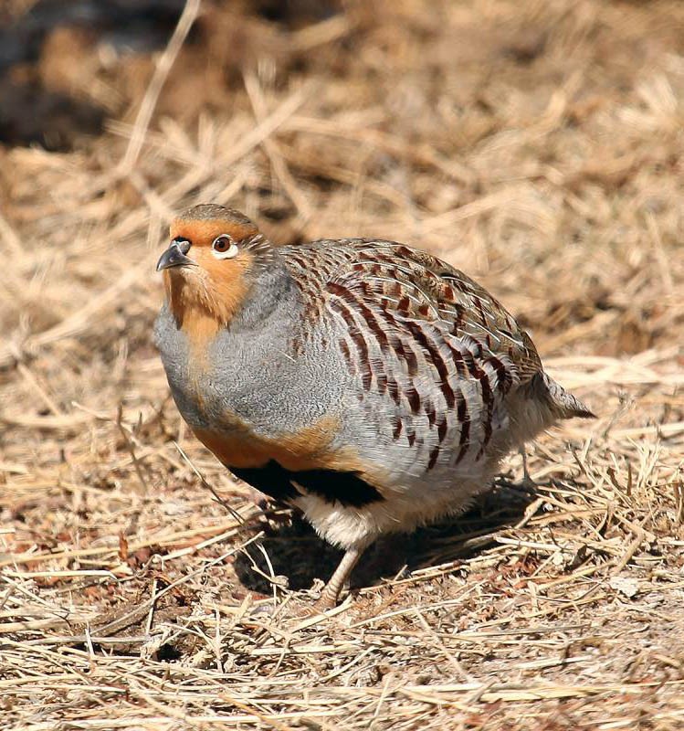 Бородатая куропатка — Perdix dauurica