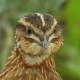 Перепел — Coturnix coturnix