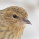 Сосновый чиж (Spinus pinus)