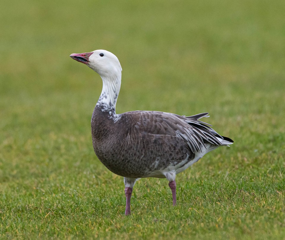 Белый гусь — Anser caerulescens