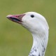 Белый гусь — Anser caerulescens