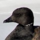 Чёрная казарка — Branta bernicla