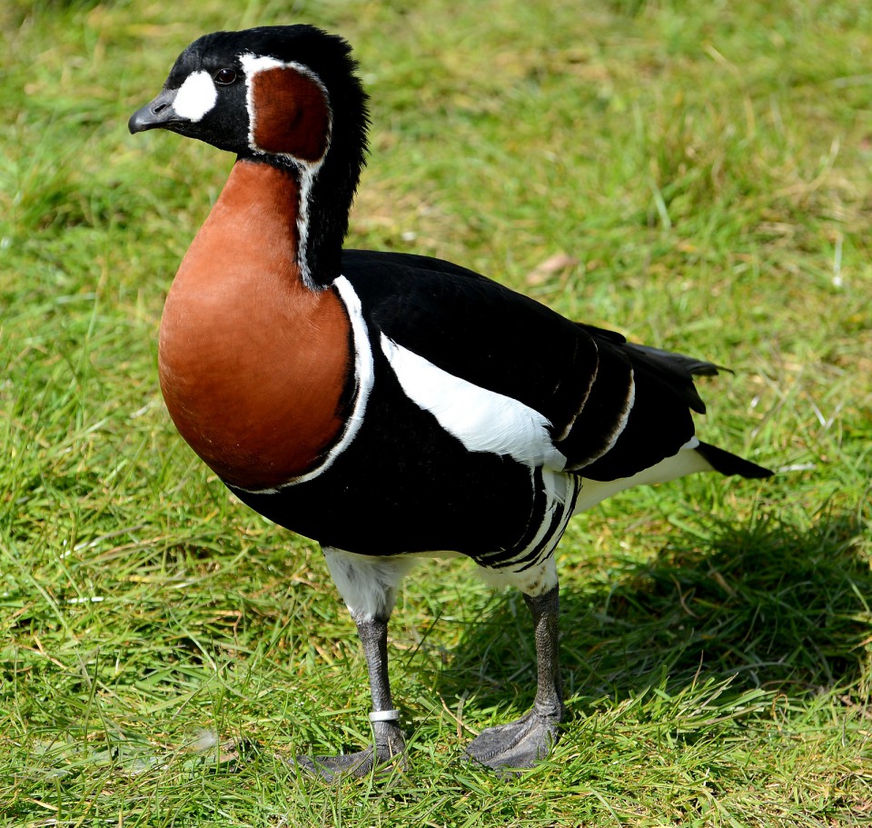 Краснозобая казарка — Branta ruficollis