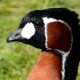 Краснозобая казарка — Branta ruficollis