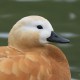 Огарь — Tadorna ferruginea