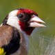 Гватемальский чиж (Spinus atriceps)