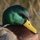 Кряква — Anas platyrhynchos