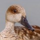 Мраморный чирок — Marmaronetta angustirostris