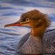 Большой крохаль — Mergus merganser