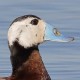 Савка — Oxyura leucocephala
