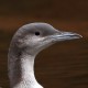 Чернозобая гагара — Gavia arctica