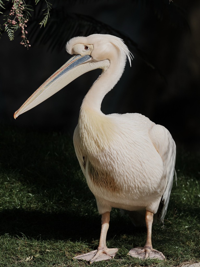 Розовый пеликан — Pelecanus onocrotalus