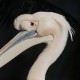 Розовый пеликан — Pelecanus onocrotalus