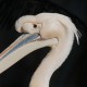 Розовый пеликан — Pelecanus onocrotalus