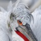 Кудрявый пеликан — Pelecanus crispus