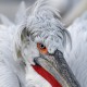 Кудрявый пеликан — Pelecanus crispus