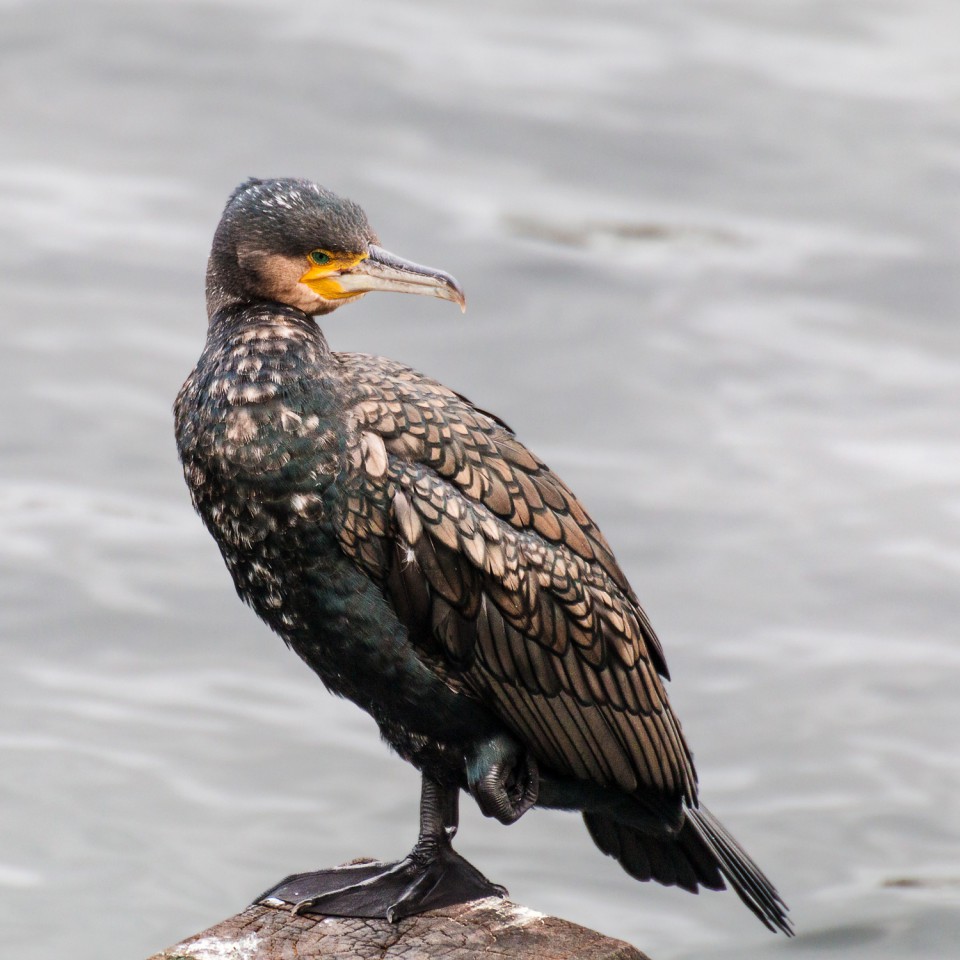 Большой баклан — Phalacrocorax carbo / Статьи / Птицы Европы