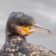 Большой баклан — Phalacrocorax carbo