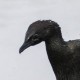 Малый баклан — Phalacrocorax pygmaeus