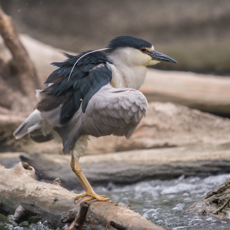 Кваква — Nycticorax nycticorax